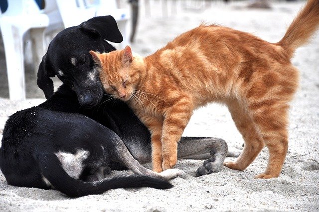 chien et chat qui se calinent