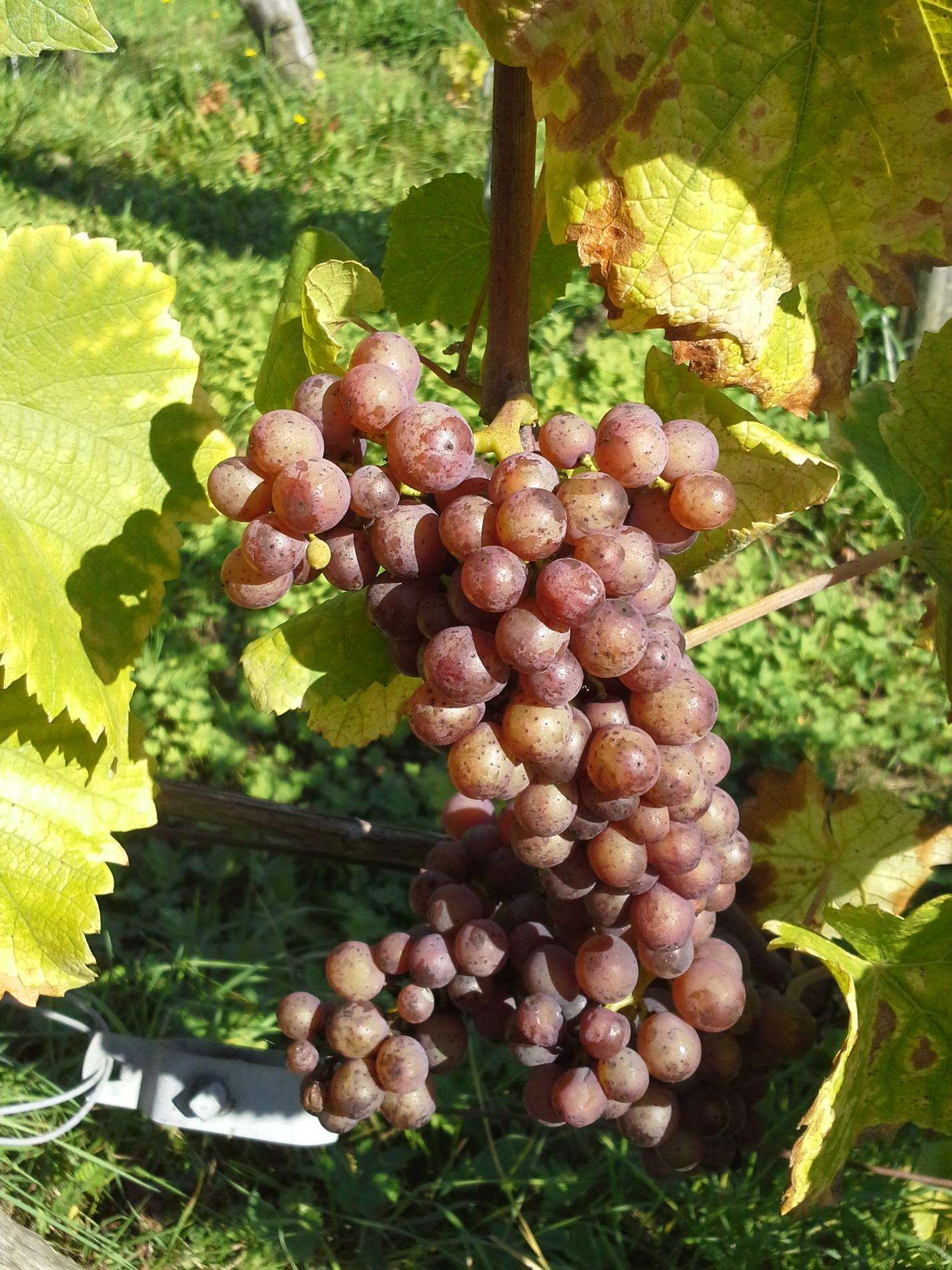 Domaine de La Joyeuse